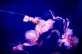 Beautiful jellyfish, medusa in the neon light with the fishes. Aquarium with blue jellyfish and lots of fish. Making an aquarium Royalty Free Stock Photo