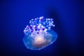 Beautiful jellyfish, medusa in the neon light with the fishes. Aquarium with blue jellyfish and lots of fish. Making an aquarium Royalty Free Stock Photo