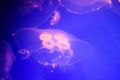 Beautiful jellyfish, medusa in the neon light with the fishes. Underwater life in ocean jellyfish. exciting and cosmic sight Royalty Free Stock Photo