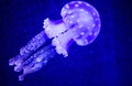 Beautiful jellyfish, medusa in the neon light with the fishes. Underwater life in ocean jellyfish. exciting and cosmic sight Royalty Free Stock Photo