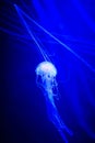 Beautiful jellyfish, medusa in the neon light with the fishes. Underwater life in ocean jellyfish. exciting and cosmic sight Royalty Free Stock Photo