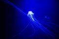 Beautiful jellyfish, medusa in the neon light with the fishes. Underwater life in ocean jellyfish. exciting and cosmic sight Royalty Free Stock Photo