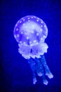 Beautiful jellyfish, medusa in the neon light with the fishes. Underwater life in ocean jellyfish. exciting and cosmic sight Royalty Free Stock Photo