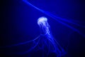 Beautiful jellyfish, medusa in the neon light with the fishes. Underwater life in ocean jellyfish. exciting and cosmic sight Royalty Free Stock Photo
