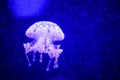 Beautiful jellyfish, medusa in the neon light with the fishes. Underwater life in ocean jellyfish. exciting and cosmic sight Royalty Free Stock Photo