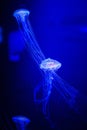 Beautiful jellyfish, medusa in the neon light with the fishes. Underwater life in ocean jellyfish. exciting and cosmic sight Royalty Free Stock Photo