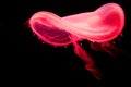 Beautiful jellyfish moving in the dark water