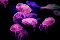 Beautiful jellyfish moving through the water neon lights Royalty Free Stock Photo