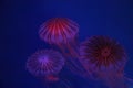 Beautiful jellyfish Royalty Free Stock Photo
