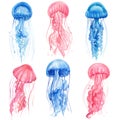 Beautiful jellyfish. Set of jellyfish drawings on a white isolated background. Watercolor illustration