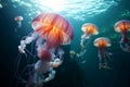 the beautiful jellyfish swim in the ocean