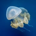 The beautiful jellyfish Royalty Free Stock Photo