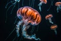 Beautiful jellyfish swimming in the water. Underwater world.