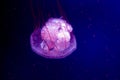 Beautiful jellyfish swims in the aquarium on a dark blue background of water,compass jellyfish Royalty Free Stock Photo