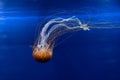 Beautiful jellyfish under the water - great for an article about the underwater world