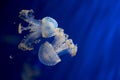 Beautiful jellyfish in water Royalty Free Stock Photo