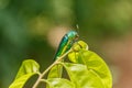 Beautiful Jewel Beetle or Metallic Wood-boring (Buprestid) Royalty Free Stock Photo