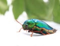 Beautiful Jewel Beetle or Metallic Wood-boring (Buprestid) top v Royalty Free Stock Photo