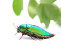 Beautiful Jewel Beetle or Metallic Wood-boring (Buprestid) top v Royalty Free Stock Photo