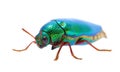Beautiful Jewel Beetle or Metallic Wood-boring (Buprestid) top v Royalty Free Stock Photo