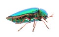 Beautiful Jewel Beetle or Metallic Wood-boring (Buprestid) top v Royalty Free Stock Photo