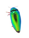 Beautiful Jewel Beetle or Metallic Wood-boring (Buprestid) top v Royalty Free Stock Photo