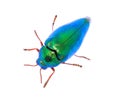 Beautiful Jewel Beetle or Metallic Wood-boring (Buprestid) top v Royalty Free Stock Photo