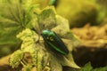 Beautiful Jewel beetle perching on a leaf Royalty Free Stock Photo