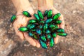 beautiful jewel beetles in woman hand Royalty Free Stock Photo