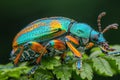 Beautiful Jewel Scarab Beetle Perched on Lush Green Leaf Under the Radiant Sunlight