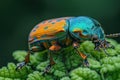 Beautiful Jewel Scarab Beetle Perched on Lush Green Leaf Under the Radiant Sunlight