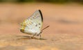 Beautiful Jewelled Nawab butterfly eat mineral in nature