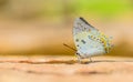 Beautiful Jewelled Nawab butterfly eat mineral in nature Royalty Free Stock Photo