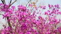 Beautiful Jindalai flower in Yanbian, China