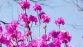 Beautiful Jindalai flower in Yanbian, China