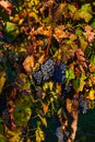 Beautiful juicy grapes in the fall with red and yellow leaves.South Moravia.Czech republic. Royalty Free Stock Photo