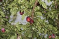 Beautiful and juicy plums on the tree Royalty Free Stock Photo