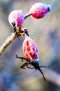 Beautiful juicy red rosehip berries hanging in the winter garden covered with frost UK