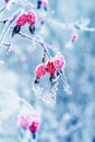 Beautiful juicy red rosehip berries hanging in the winter garden Royalty Free Stock Photo