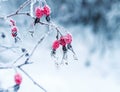 Juicy red rosehip berries hanging in the winter garden covered