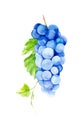 Beautiful, juicy, ripe bunch of grapes.Watercolor illustration isolated on white background