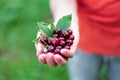 Beautiful juicy ripe cherry in hands, hands with collected cherry berries