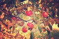 Juicy tasty red apples on an autumn branch of apple tree in the Royalty Free Stock Photo