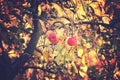 Juicy tasty red apples on an autumn branch of apple tree in the Royalty Free Stock Photo