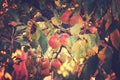 Juicy tasty red apples on an autumn branch of apple tree in the Royalty Free Stock Photo