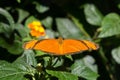 Beautiful Julia Heliconian Dryas iulia butterfly Royalty Free Stock Photo