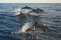 Beautiful jumping bottlenose dolphins spotted in sea near Madeira Royalty Free Stock Photo