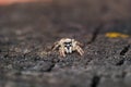 Beautiful jumping spider close-up in the nature