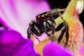 Beautiful jumping spider on flower Royalty Free Stock Photo