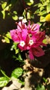 beautiful jungle flower in srilankan
